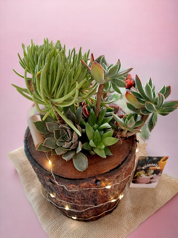 Handcrafted wooden log succulent planter with assorted live succulents by Wildroots