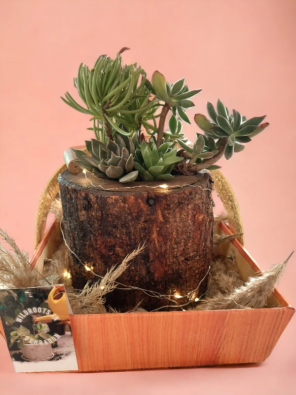 Handcrafted wooden log succulent planter with assorted live succulents by Wildroots