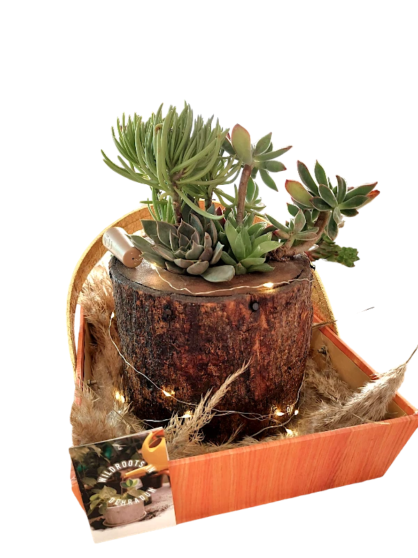 Handcrafted wooden log succulent planter with assorted live succulents by Wildroots