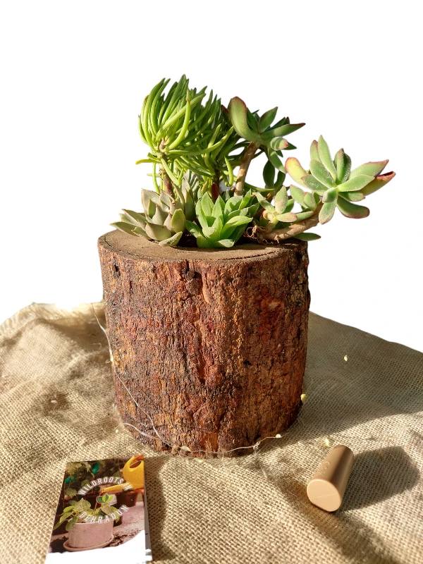 Handcrafted wooden log succulent planter with assorted live succulents by Wildroots