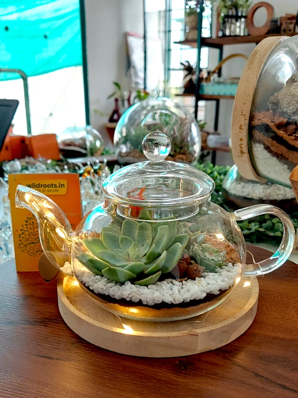 Vintage tea kettle terrarium with lush green plants from Wildroots