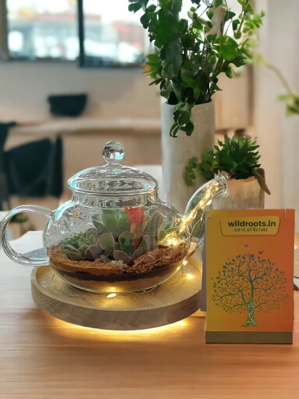 Vintage tea kettle terrarium with lush green plants from Wildroots