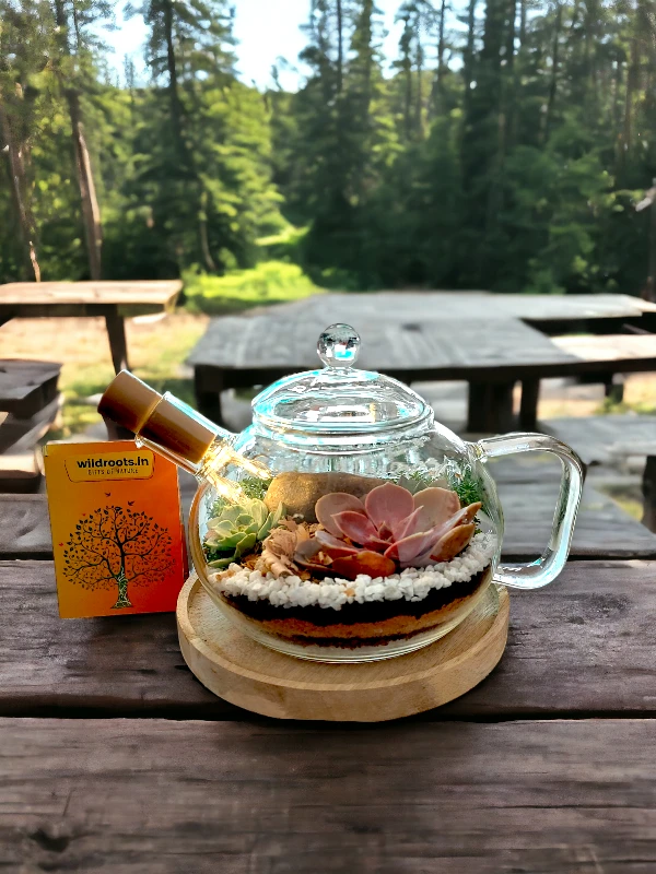 Upcycled coffee kettle terrarium with green plants by Wildroots