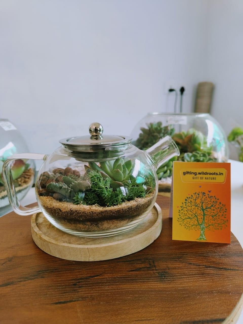 Coffee kettle terrarium by gifting.wildroots,in