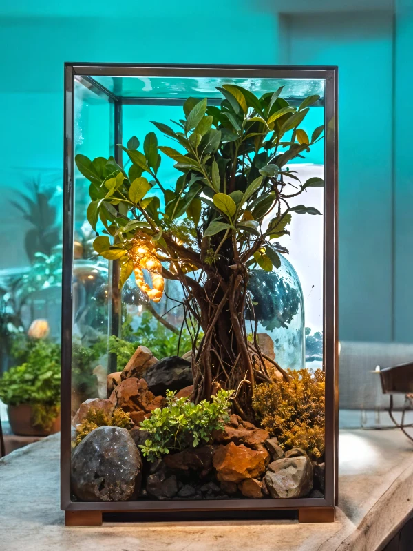 Cuboidal box bonsai terrarium by Wildroots featuring a lush bonsai tree, moss, driftwood, pebbles, succulents, and decorative elements like seashells and rocks, displayed in natural sunlight – perfect for home or office decor.