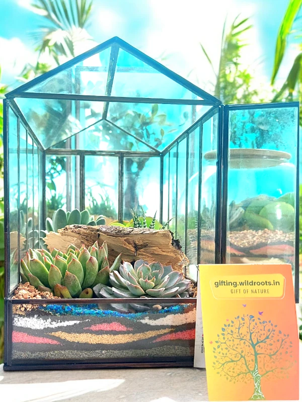 10 inch glass house terrarium with miniature plants and moss by Wildroots