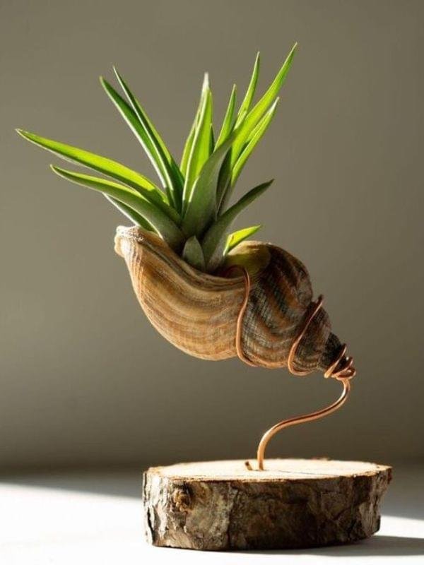 Sea shell terrarium by Wildroots with air plants and coastal sand in a glass container