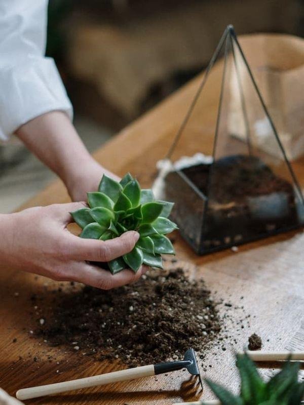 Terrarium Making workshop by wild roots