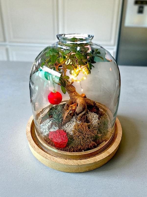 Open mouth bell jar Terrarium - Image 2