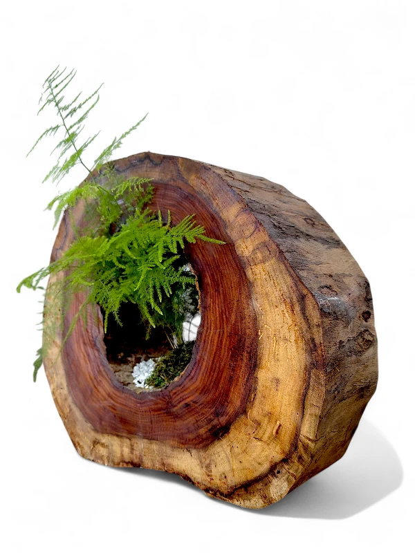 Bonsai plant growing inside a hollow Sheesham wood trunk, handcrafted by Wild Roots Gifting for premium home décor or gifting.