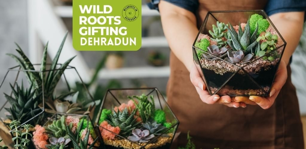 PLANTS GIFTING IN DEHRADUN BY WILD ROOTS